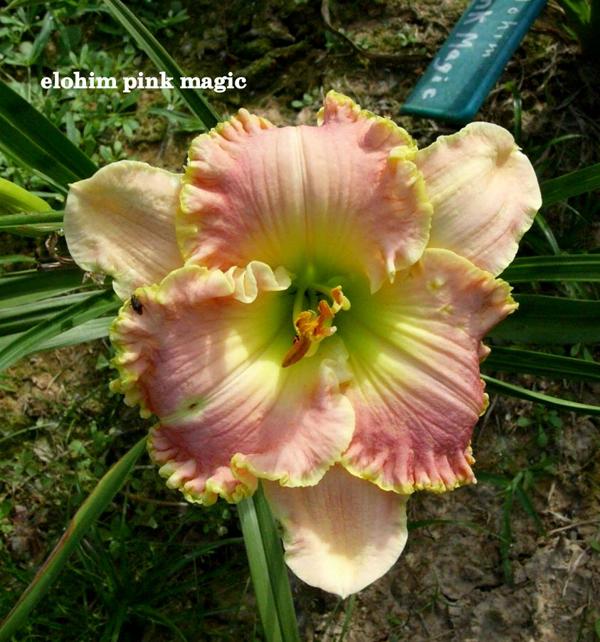 elohim pink magic (2)